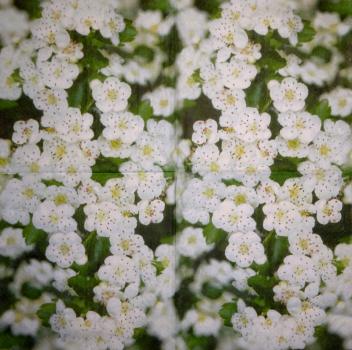 337 Flowers Others - 1-ply - CS